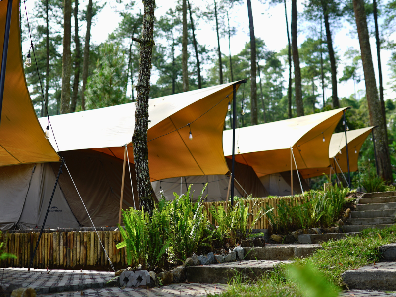 Jalan Setapak Menuju Ketentraman Hutan Pinus